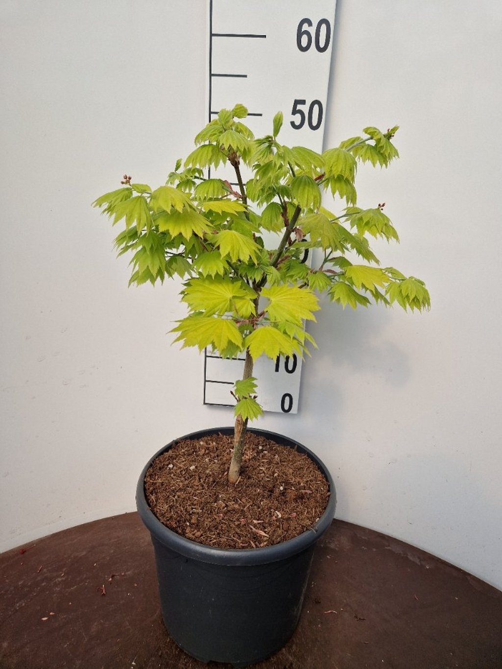 Acer shirasawanum 'Aureum' - C10 40-50 CM
